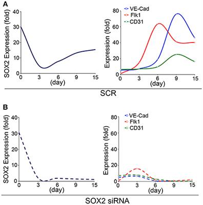 SOX Transcription Factors in Endothelial Differentiation and Endothelial-Mesenchymal Transitions